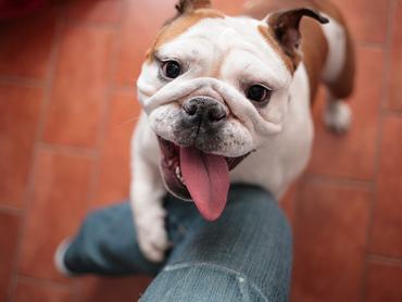 A bulldog is nehezen veszi a levegőt