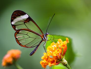 Glasswing (Greta oto)Castelló d'Empuries - üvegszárnyú lepke