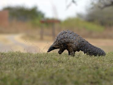Tobzoska - The most trafficked mammal in the world