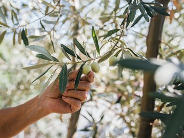 Picking fresh organic olives from the tree