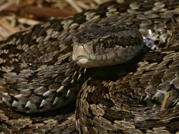 rákosi vipera