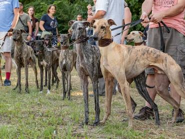 6 dolog, amit csak az agárgazdik érthetnek