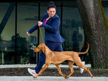 Magyar kutyafajták tömege a világszínpadon: TOP10-ben a Cruftson