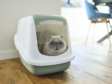 A macskák egyik leggyakoribb problémája a székrekedés: ha így WC-zik, azonnal irány az orvos!