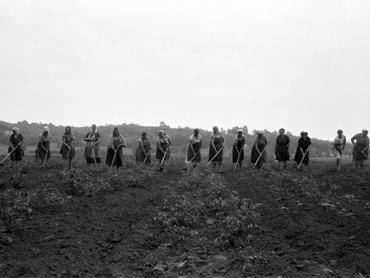Hunyadi Termelőszövetkezet, dolgozik a paradicsomkapáló brigád 1968-ban.