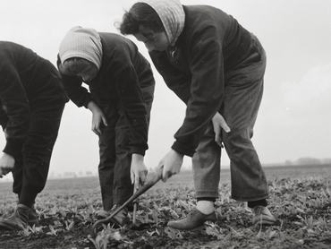 Lányok egyelik a mákot a Virágzó Termelőszövetkezet földjén, Battyány pusztán 1960-ban.