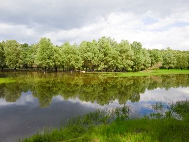 Békés hangulat a Gemenci-erdőben, a fák képe tükröződik a vízben