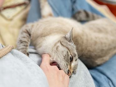 Ezért válik a dorombolás egy másodperc alatt támadássá: A túlstimulálás