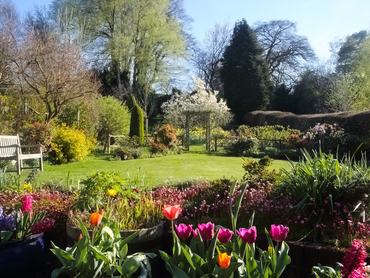 Angol vidéki kert egy napsütéses áprilisi tavaszi napon. Előtérben tulipánok, jácintok és kőtörőfű virágai, középen egy zöld pázsit kerti paddal és egy magnóliafával, háttérben rózsás boltív, nárciszok, cserjék és fák kék ég alatt, Surrey, Anglia, Egyesült Királyság.