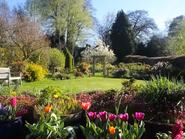 Angol vidéki kert egy napsütéses áprilisi tavaszi napon. Előtérben tulipánok, jácintok és kőtörőfű virágai, középen egy zöld pázsit kerti paddal és egy magnóliafával, háttérben rózsás boltív, nárciszok, cserjék és fák kék ég alatt, Surrey, Anglia, Egyesült Királyság.