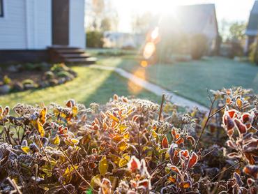 Fagyos növények egy kertben a háttérben házzal, megcsillanó napsugárral