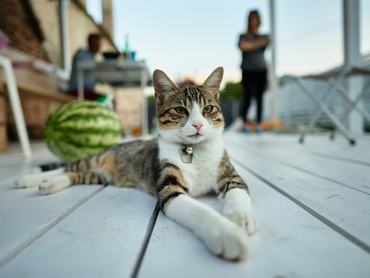 Pearl, a morcos macska Thaiföldön ellenőrzi a görögdinnyék minőségét