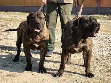 A spanyol mindenes: presa canario, vagyis kanári-szigeteki kutya