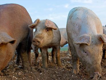 LAMBOURN, EGYESÜLT KIRÁLYSÁG – OKTÓBER 17.: Malac a Sheepdrove Organic Farmon, Lambournban, Angliában, ahol Camborough kocákat tartanak Duroc kanokkal együtt. (Fotó: Tim Graham/Getty Images)
