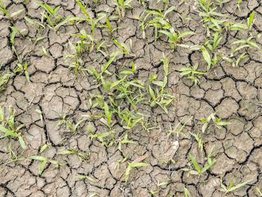 Repedezett, kiszáradt föld, kevés zöld növénnyel