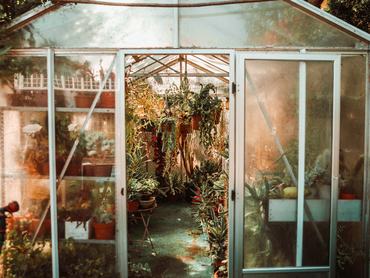 Cserepes növények egy kisebb üvegházban