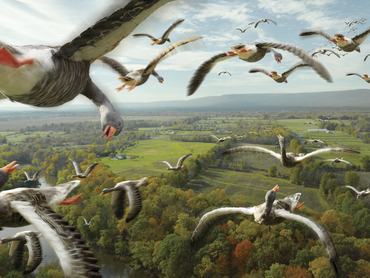 2 groups of geese flying in different directions