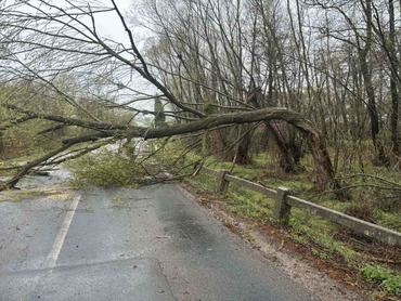 Vihar miatt kidőlt fa Vas vármegyében