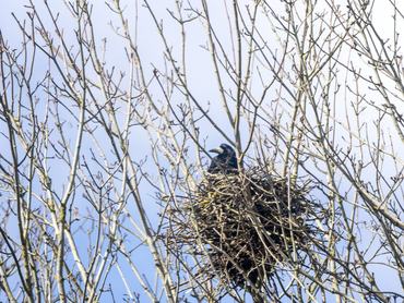 Vetési varjú ül egy fán lévő fészekben